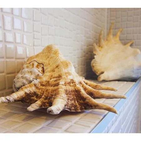 Solenta スプリト